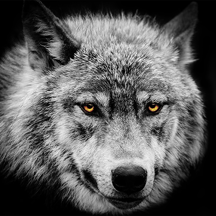 Wildwolf2300's profile picture