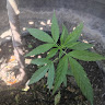 axelguerrer824's profile picture